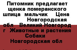 Питомник предлагает щенка померанского шпица (мальчик) › Цена ­ 30 000 - Новгородская обл., Великий Новгород г. Животные и растения » Собаки   . Новгородская обл.